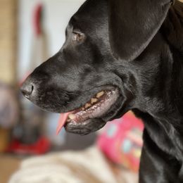 Labrador Retriever All Grown Up from Royal Ridge Labs
