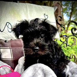 Miniature Schnauzer Puppies from Sophie’s Choice Puppies