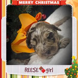 REESE - Brown merle female Aussiedoodle puppy in Houston, Texas from Jomelkin Furry Pals