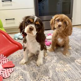 Chip - Red male Companion Cross puppy in Beresford, South Dakota from DAKOTA DOOD RANCH