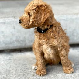 Goldendoodle Puppies from Lake Mountain Pups