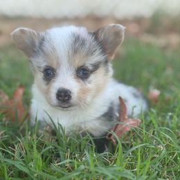 Lucky - Blue merle and white male American Corgi puppy in East Oakdale, California from Rhettro Kennels
