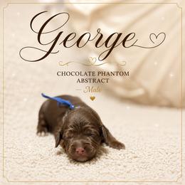 George - Chocolate male Australian Labradoodle puppy in Taylor, Michigan from Mi Best Doodle Ever, LLC