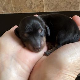 Eve (3200) - Black and tan female Dachshund puppy in Steele, Alabama from Taylored Dachshunds