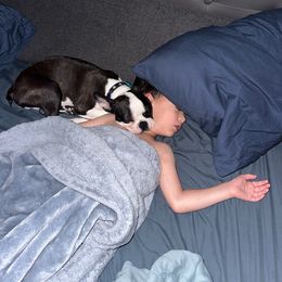 Boston Terrier Puppies from I Love Pups