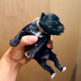 White - Black male Miniature Schnauzer puppy in Sparta, North Carolina from New River Miniature Schnauzers