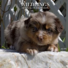 Shark - Red merle Australian Shepherd puppy in Newport, Rhode Island from Wildings Australian Shepherds