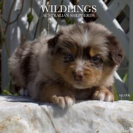 Shark - Red merle Australian Shepherd puppy in Newport, Rhode Island from Wildings Australian Shepherds