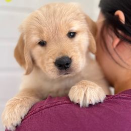 Golden Retriever Puppies from Jackson Farm Kennels