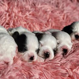 Shichon puppies from Pilot Hill Teddy Bear Puppies