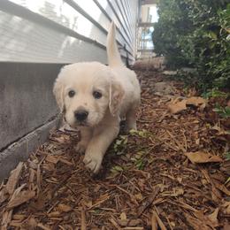 Amy - Light golden female Golden Retriever puppy in Seymour, Missouri from High Road Golden Retrievers