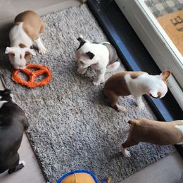 Boston Terriers from Tallulahs Boston babes