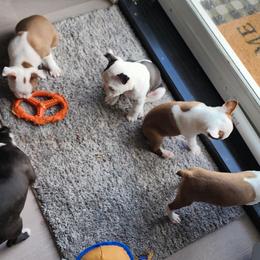 Boston Terriers from Tallulahs Boston babes