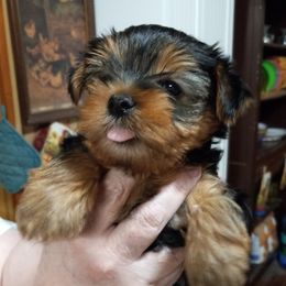 Assorted Doodle Crosses, Double Doodle, Maltipoo, Morkie, and Yorkipoo Puppies from Danza Bolo