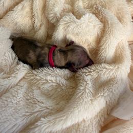 Pink Collar Female - Dapple female Dachshund puppy in Madison, Michigan from Jensen Dobermans and Dachshunds