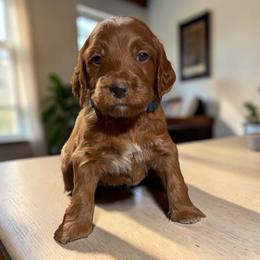 Aqua - Red  male Goldendoodle puppy in Glenn Heights, Texas from Marvelous Mannered K9s of Texas