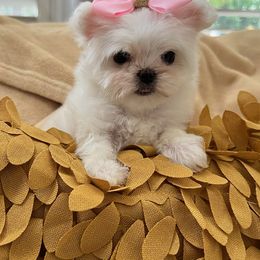 Maltese from Selene's Maltese