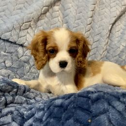 Cavalier King Charles Spaniel Puppies from Sunset Valley Cavaliers