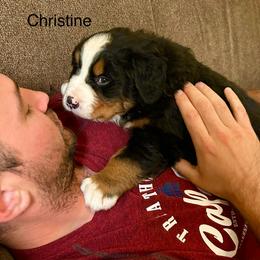 Christine OFA - Black rust and white female Bernese Mountain Dog puppy in Strasburg, Ohio from Lois Allison