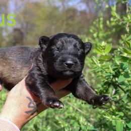 Taurus - Sable male German Shepherd puppy in New York from Spitze German Shepherds