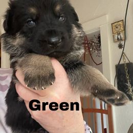 German Shepherd Puppies from Cedarwood K9's & Kats