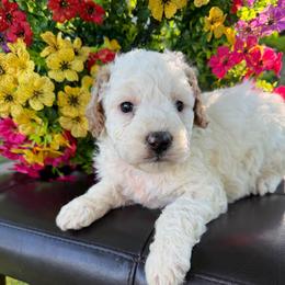 Elsa - Parti female Labradoodle puppy in English, Indiana from Doodle Darlings