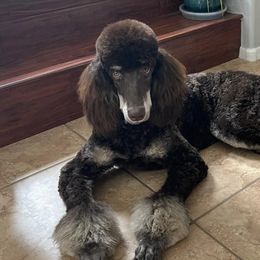 Bernedoodles and Goldendoodles from Goldendoodles in Gilbert