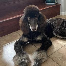 Bernedoodles and Goldendoodles from Goldendoodles in Gilbert