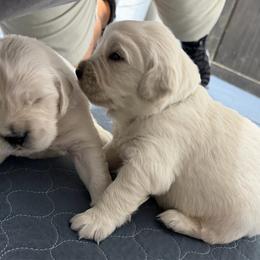 Pick  1 boy - Light golden male Golden Retriever puppy in Waterloo, Indiana from All 4 Paws of Pheasant Run