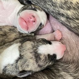 Boy 1 - Fawn brindle male Whippet puppy in Coventry, Rhode Island from Aristaios Farms