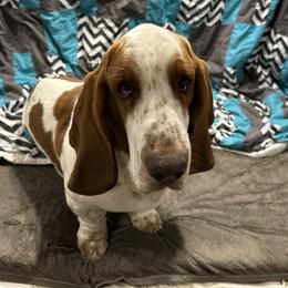 Basset Hound All Grown Up from BnL Bassets