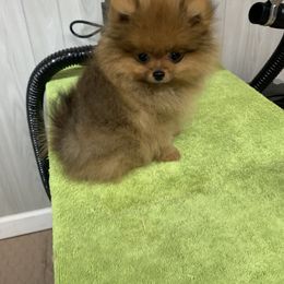 Pomeranian Puppies from Halo Poms