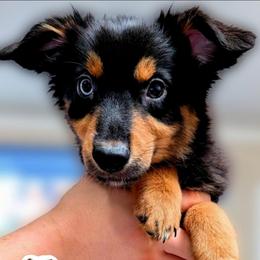 Pasco - Black tri male Miniature Australian Shepherd puppy in Punta Gorda, Florida from Christie's Creekside Aussies