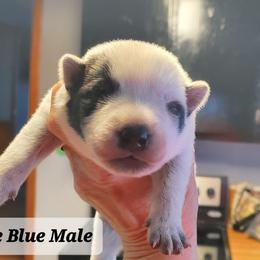 Full mask male - Blue speckled male Australian Cattle Dog puppy in Lenoir, North Carolina from Blue Coyote Ranch