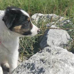 Border Collie Puppies from Bond Border Collies