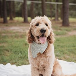 Bentley  - Goldendoodle