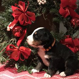 Bernese Mountain Dog Puppies from Stone Hill Farm