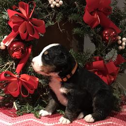 Bernese Mountain Dog Puppies from Stone Hill Farm