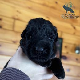 Gator - Black male German Shepherd puppy in Garland, Maine from Vom Schön Traumhund
