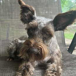 Suggy - Miniature Schnauzer