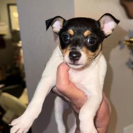 Pup A1 Girl - White black and tan female Toy Fox Terrier puppy in Clermont, Florida from Debbie Hiles's Toy Fox Terriers