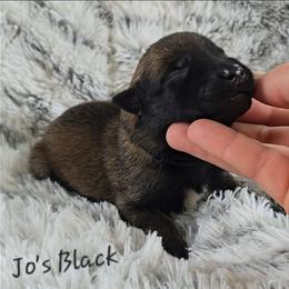 Jo's Black - Mahogany male Belgian Malinois puppy in Berry, Alabama from North River k9