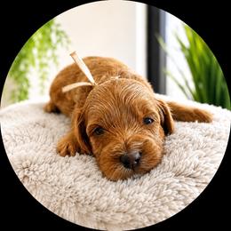 Mary - Red female Cavapoo puppy in Ephrata, Washington from Mustard Seed Doodle Co.