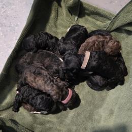Black Male - Black male Poodle puppy in Patterson, California from Paterson Poodles