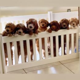 Goldendoodle puppies from Furever Doodle