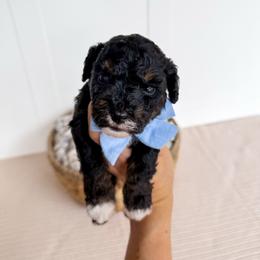 Mike - blue collar boy - Tri-color male Cavapoo puppy in Melbourne, Florida from Space Coast Doodle Co.