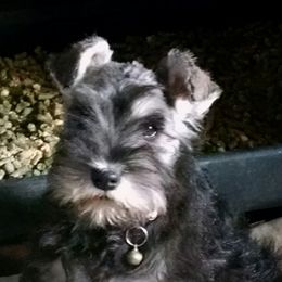 Miniature Schnauzer Puppies from Belle Vista Schnauzers