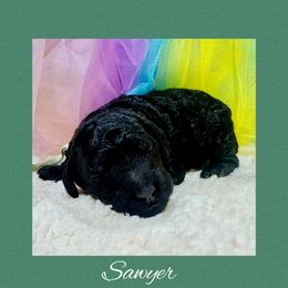 Sawyer - Phantom - Phantom male Poodle puppy in Simms, Texas from Donna’s Aussies & Pink Heart Poodles