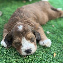 Clay - Merle male Bernedoodle puppy in Royse City, Texas from Platinum Bernedoodles of Texas