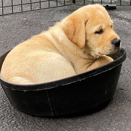 Labrador Retriever Puppies from Blue Sky Labradors